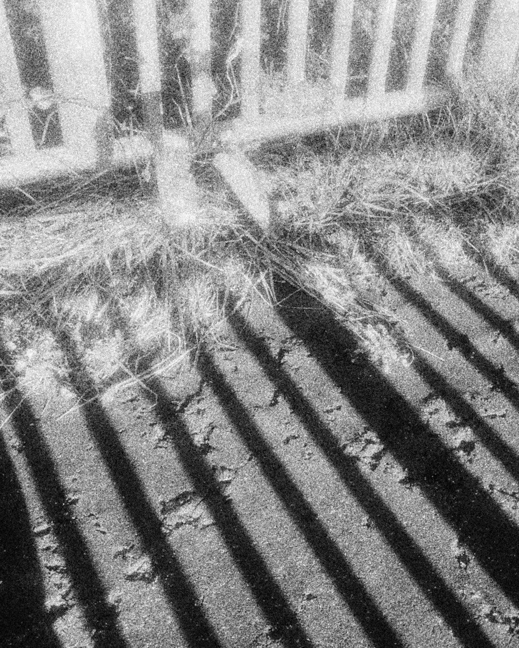Shadows of a fence falling across the ground in long bands